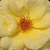 Žuta - Floribunda ruže - Arthur Bell